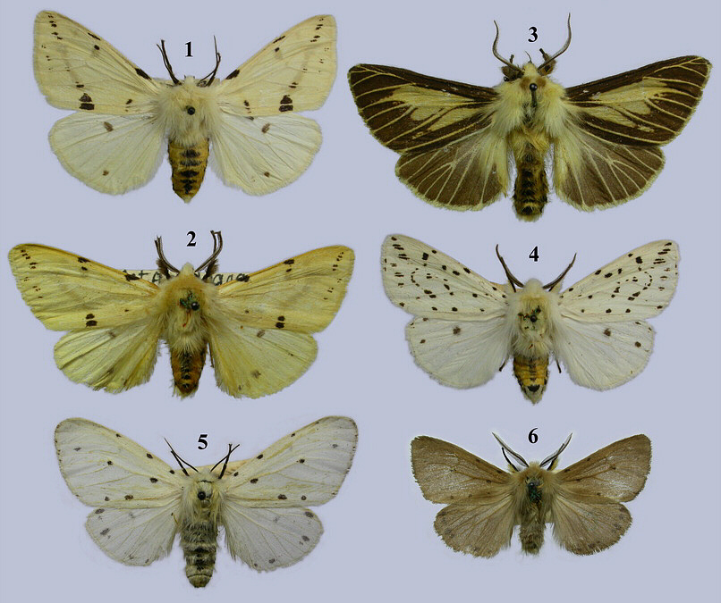 Arctiidae image